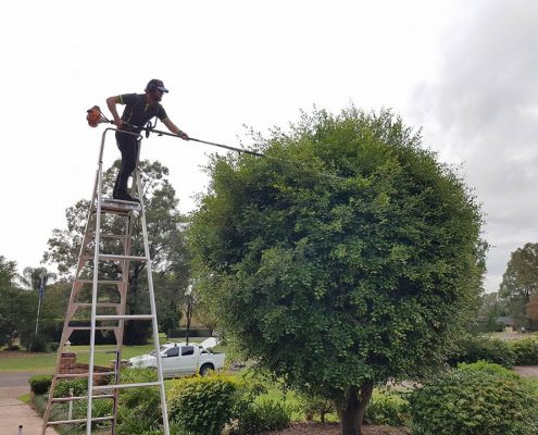Tree Shaping Services Sydney